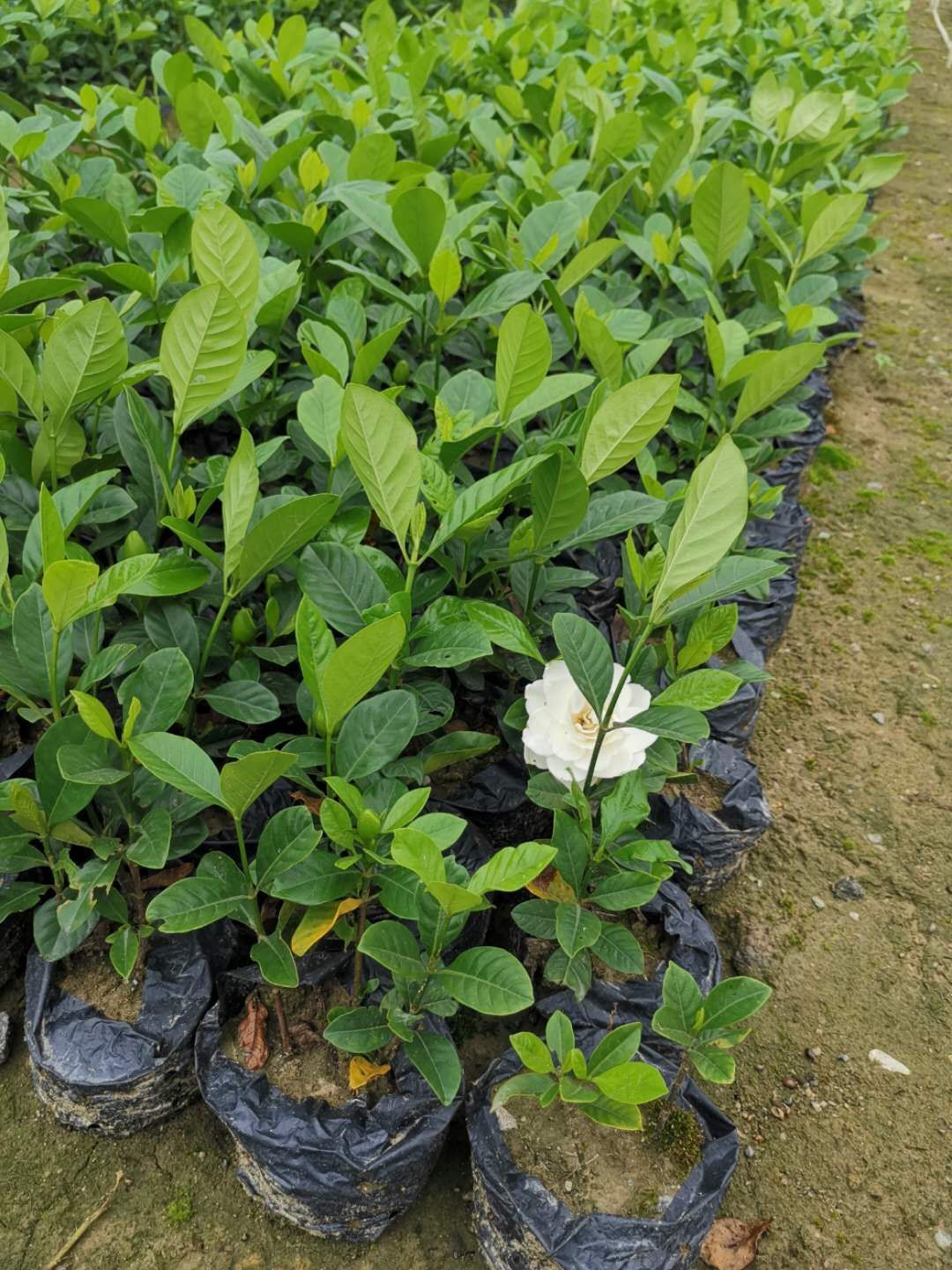 小叶栀子  基地直销 室内观花植物 栀子花 工程盆栽 净化空气 绿化工程