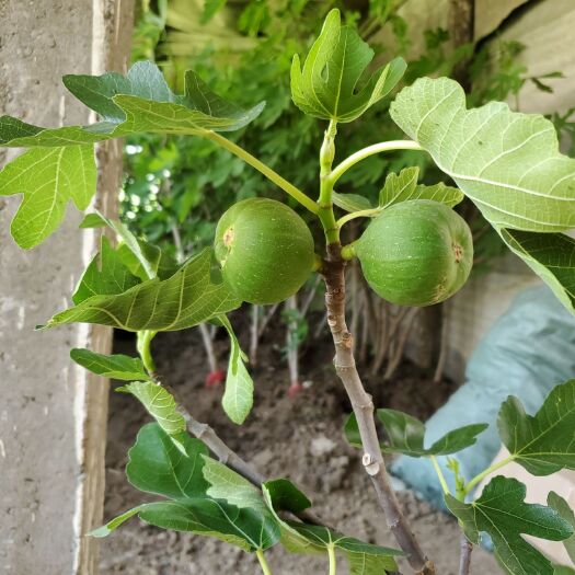 平邑县 无花果苗盆栽无花果地栽无花果苗带果发货 保真品种一直