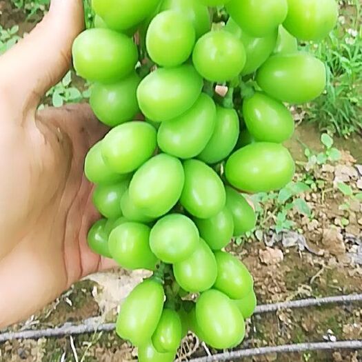 南阳 阳光玫瑰一级果，无小果
