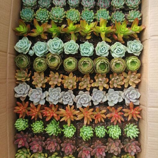  88個拼箱多肉植物11個品種1.5元包郵