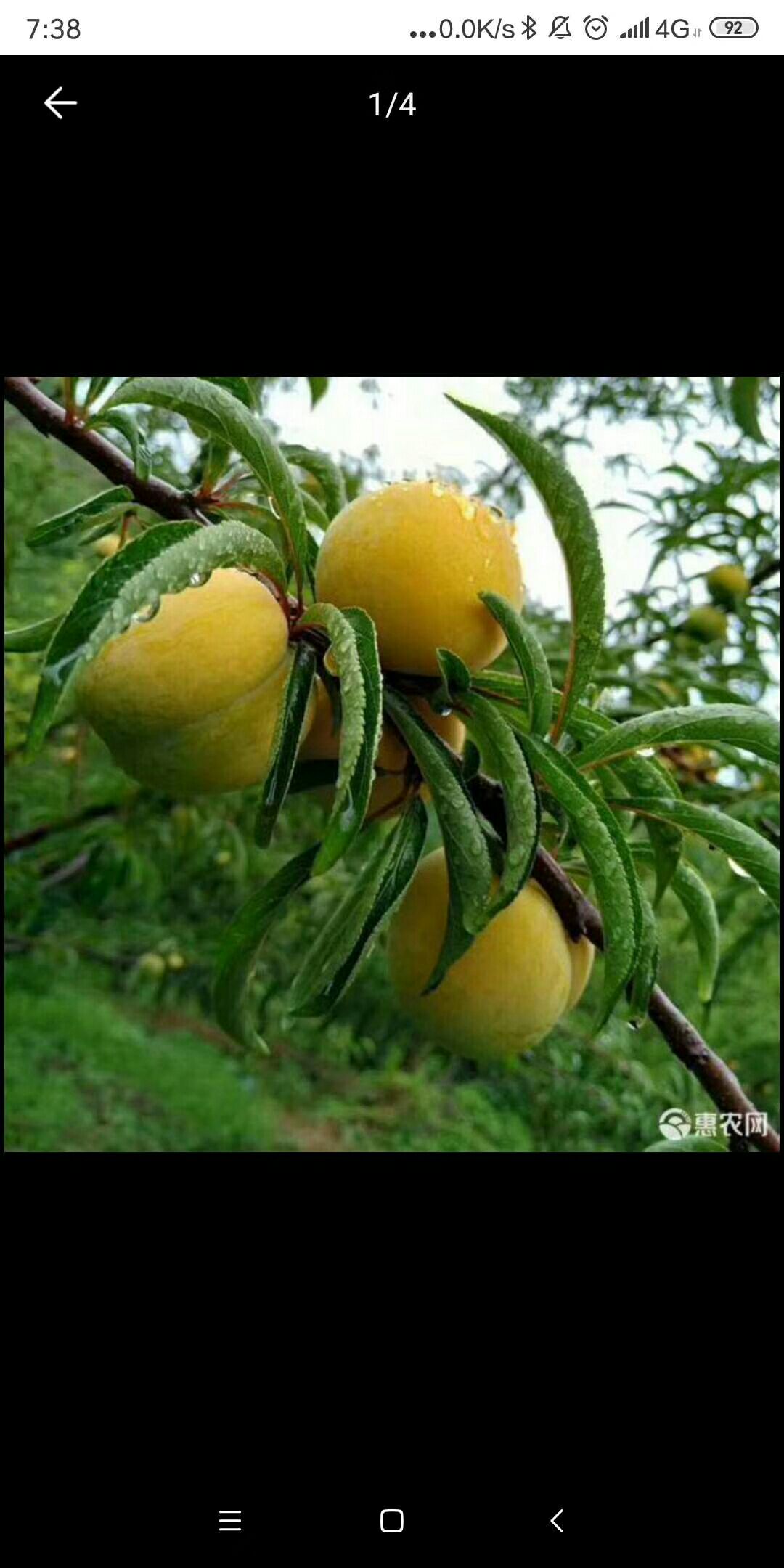 贵州六马蜂糖李之乡，产地直销，质量保证，量大从优。