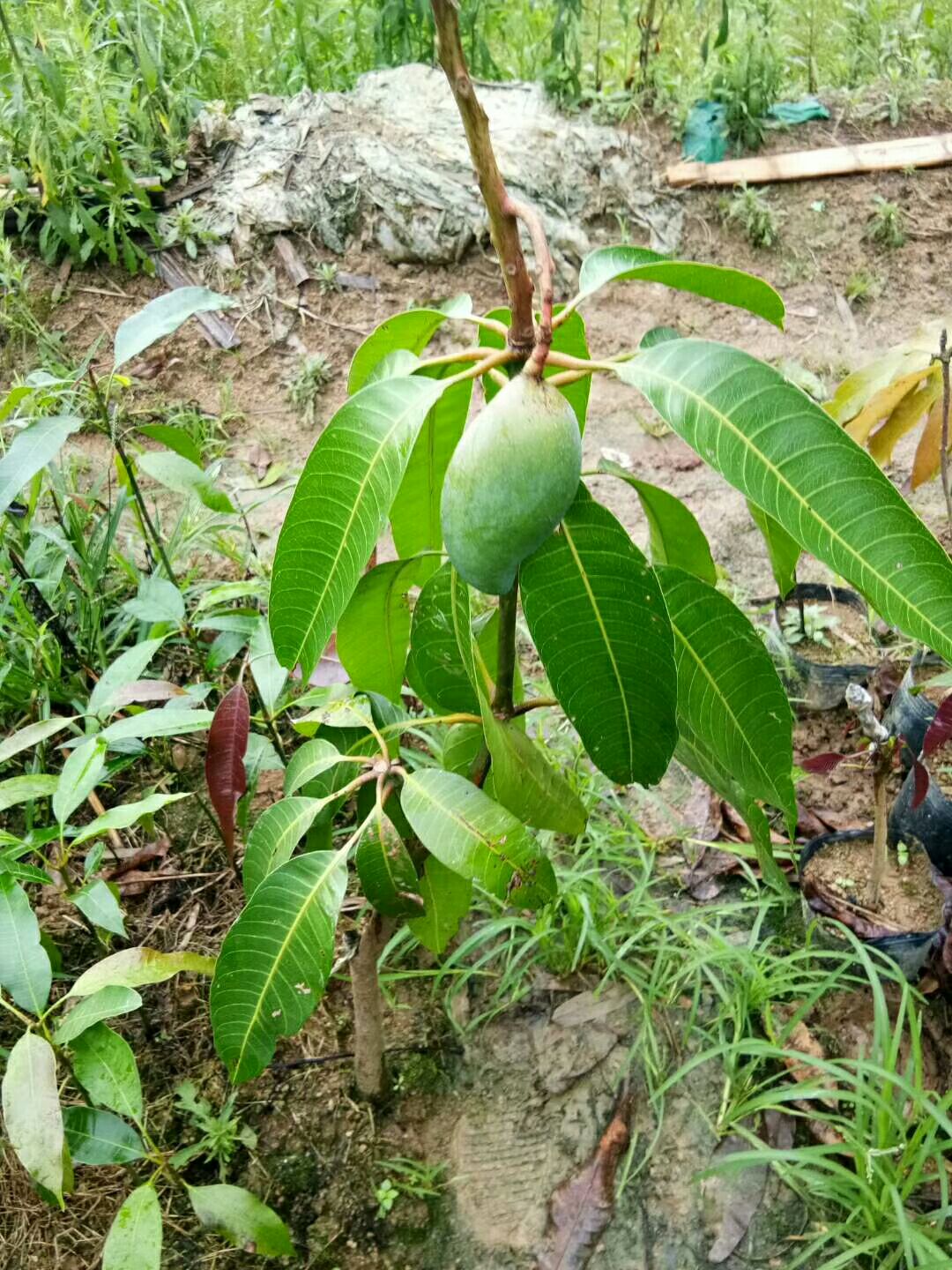 芒果苗金煌台农桂七四季芒红贵妃凯特澳芒嫁接芒果树苗地栽盆栽