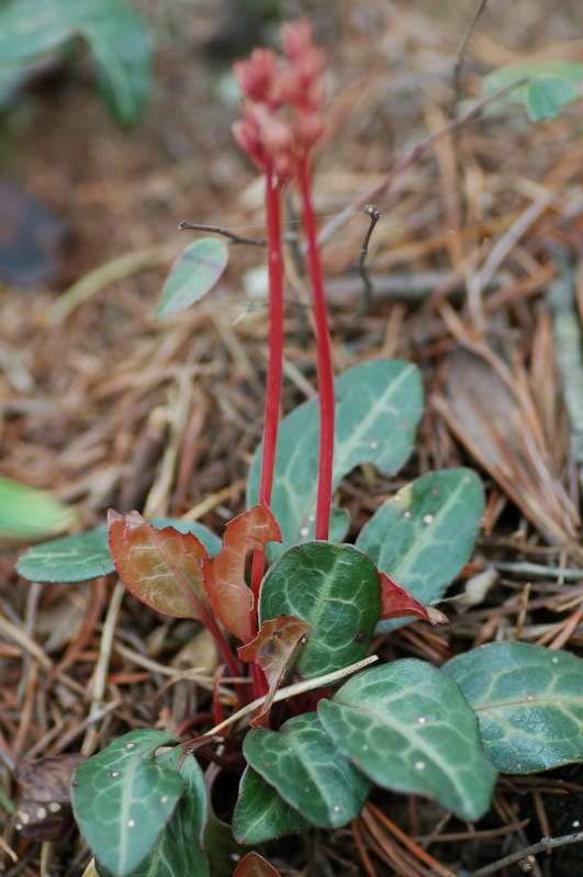 鹿含草  鹿衔草   批发零售各种中药材  花茶