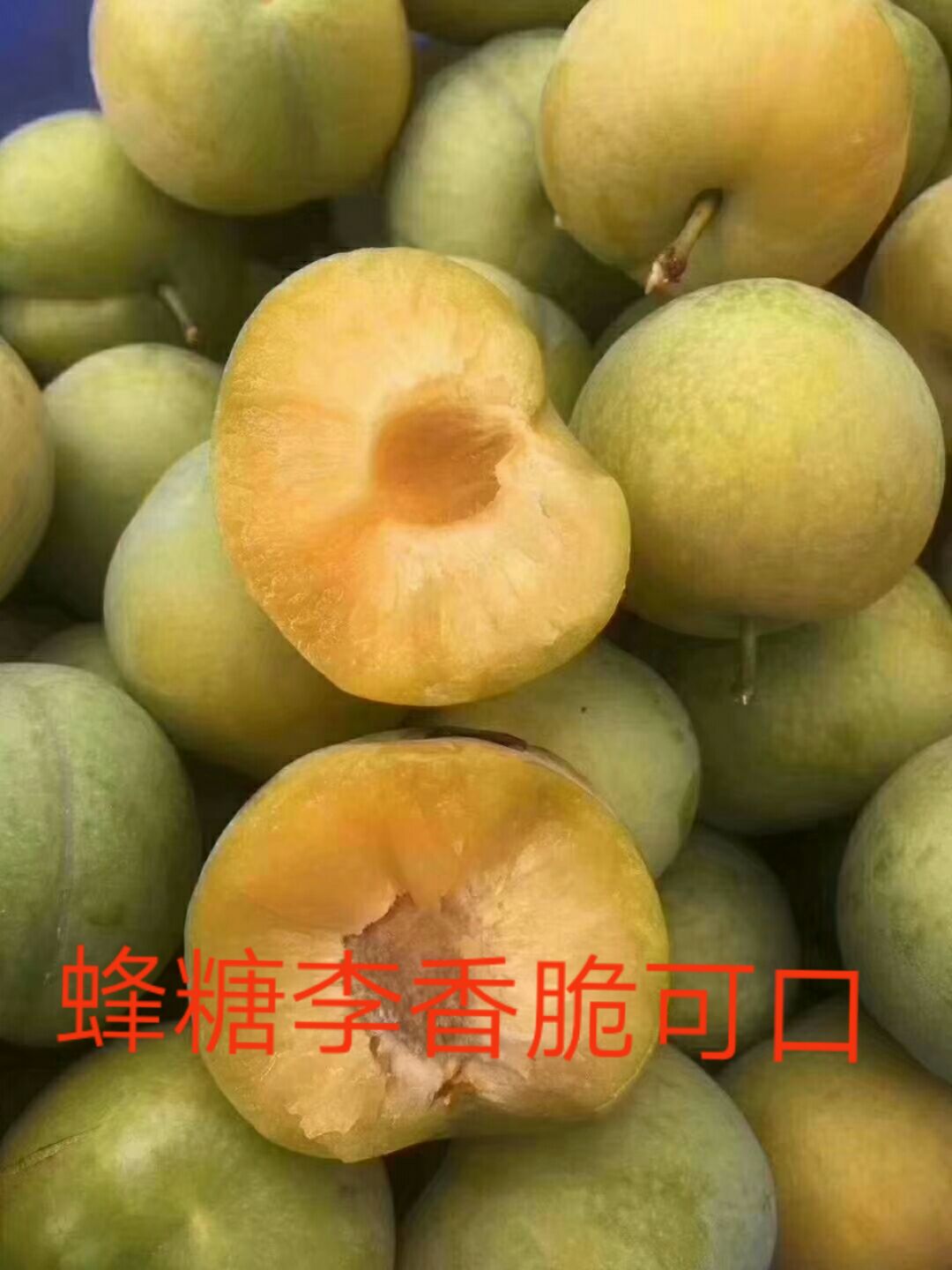 蜜糖李 六马蜂糖李香脆可口百吃不厌