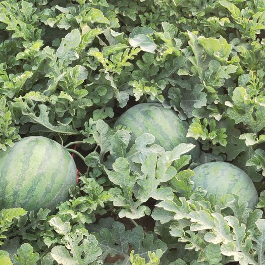 金乡县高抗8号 6斤打底 9成熟 1茬 有籽
