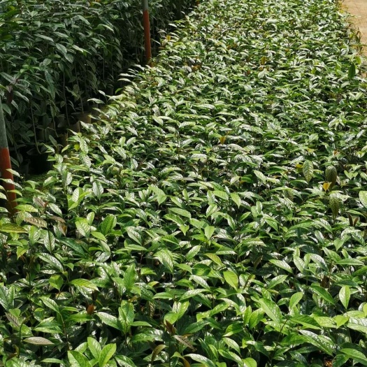 金花茶种子 供应防城 金花茶小苗批发 防城普通种金花茶盆景