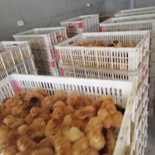 沭阳县 常年出售优质土鸡苗 三黄鸡 麻鸡 五黑鸡 大红公鸡 山鸡苗