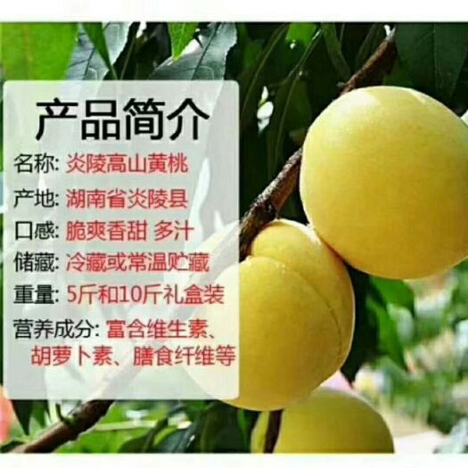 炎陵县 正宗炎陵锦绣黄桃自产自销