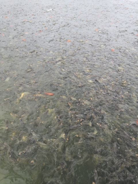 秦安县 天水地区新鲜鲤鱼