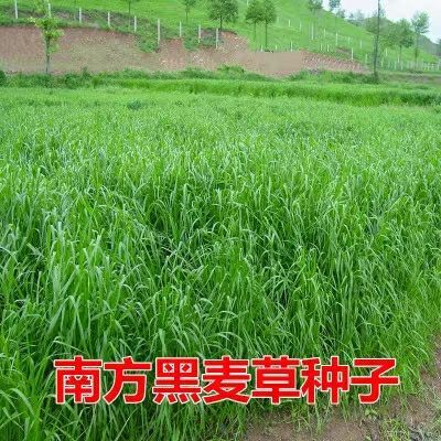 沭阳县 黑麦草种子多年生