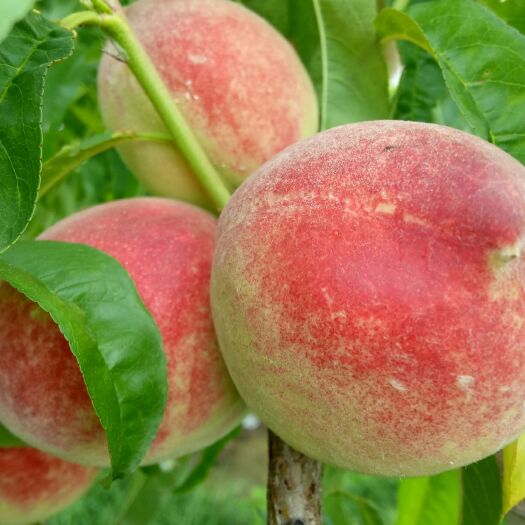 水蜜桃 北新生态园，瓜果菜安全。安全瓜果菜，能吃出健康。