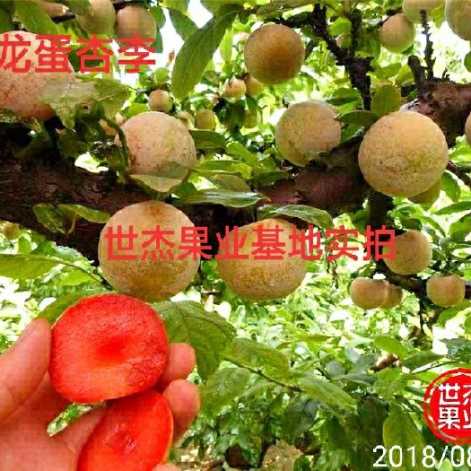 泰安 恐龙蛋李子树苗和味帝李子树苗都是美国杏李系列