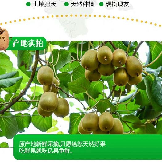 蒲江县红阳猕猴桃 50克以上