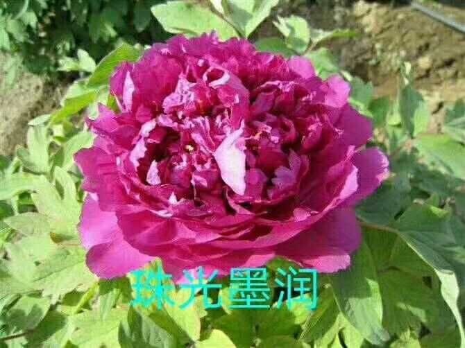 亳州观赏牡丹 0.5米以下 2~4cm 4cm以下