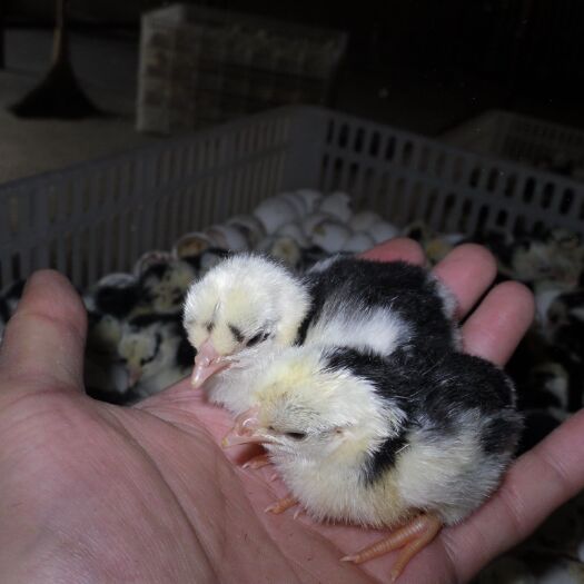 昆明 贵妃鸡苗