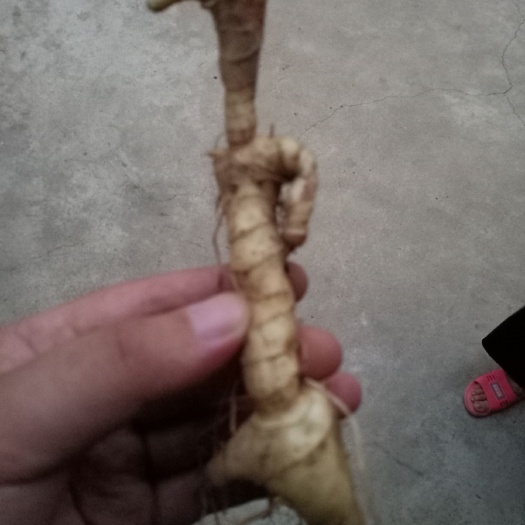 鲁山县 黄精，
