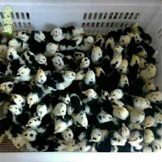 昆明 贵妃鸡贵妃鸡苗贵妃鸡种苗 品种正宗 包打疫 脱温苗也有
