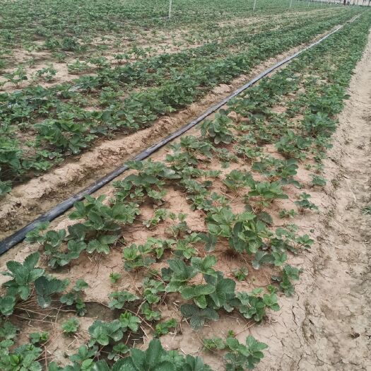 西安红颜草莓苗 10公分以下 地栽苗