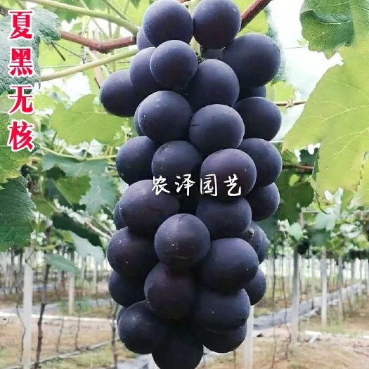 平度市夏黑葡萄苗   夏黑无核葡萄苗早熟葡萄苗大棚葡萄苗批发基地保