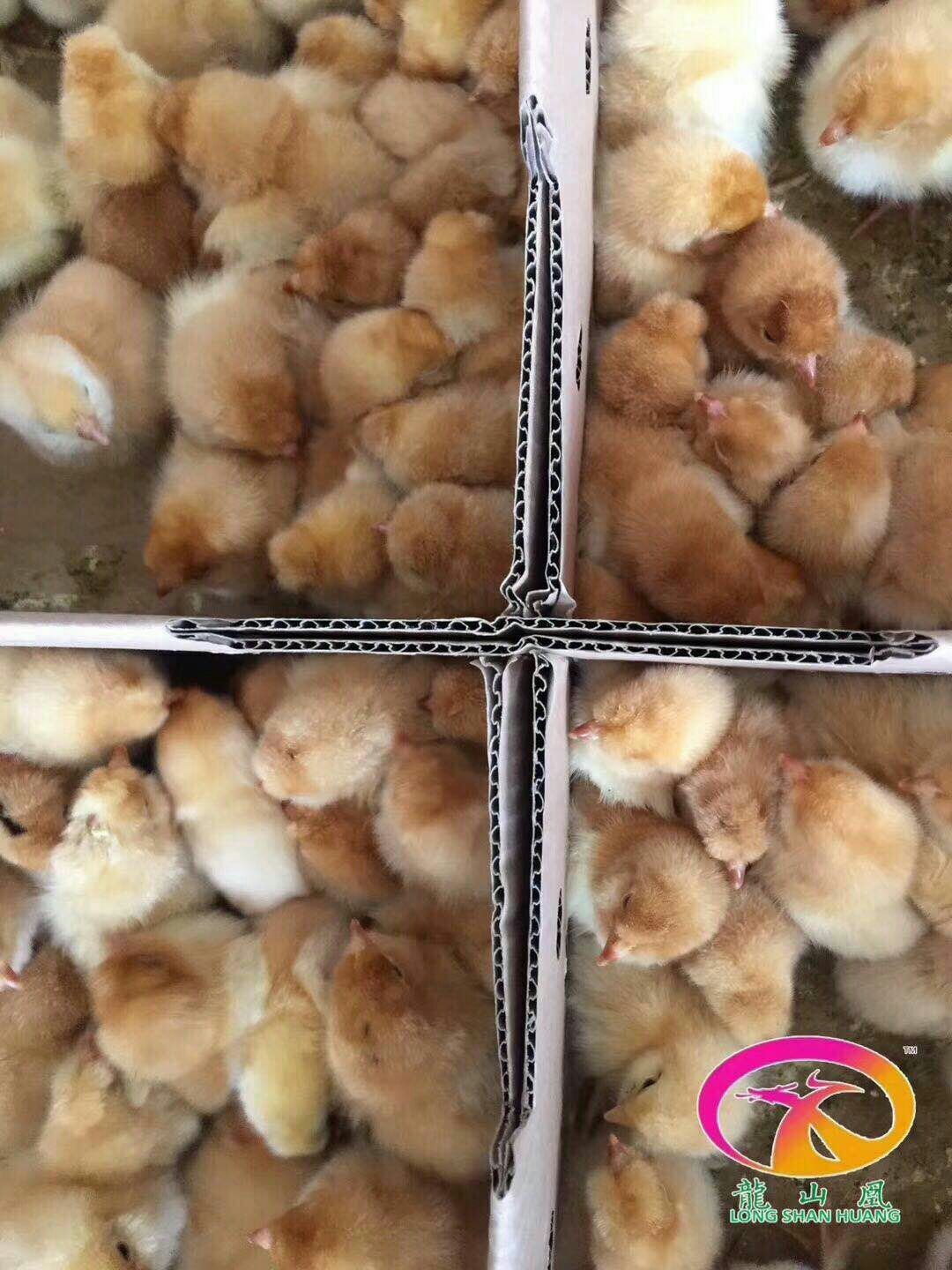  油鸡苗   龍山宫廷黄鸡苗  全国省市包运输和质量
包疫苗