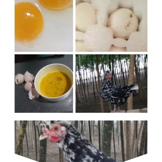 安国市贵妃鸡蛋 孵化 箱装