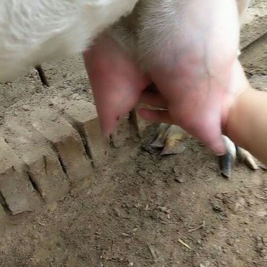 梁山县 纯种萨能奶山羊产奶量高奶线粗