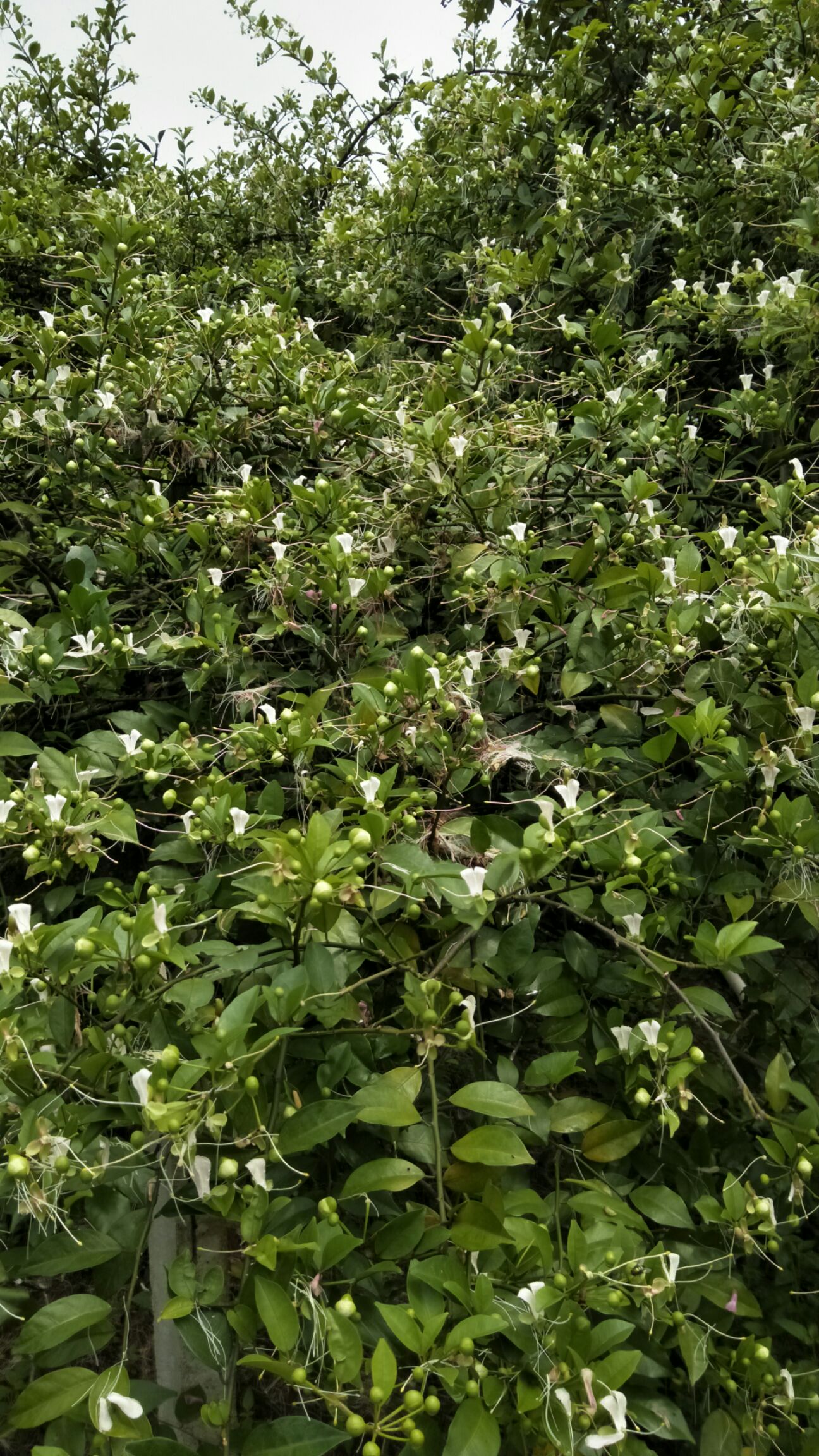 屈头鸡种苗  重置基地，亏本处理