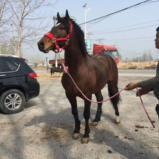 郓城县 温血马  汗血马  半血马  混血马