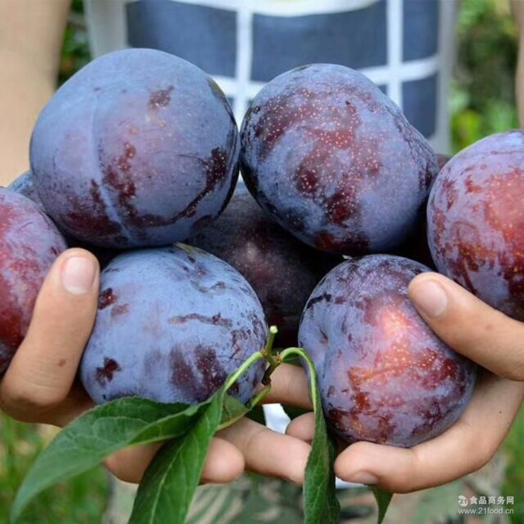  黑布林新鲜上市欢迎合作支持一件代发