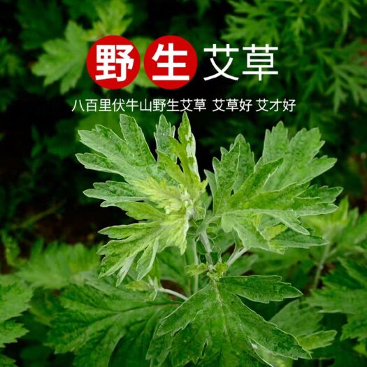 亳州蕲艾条