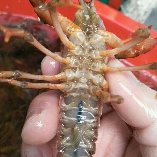 宁波 金湖虾潜江小龙虾量大价优