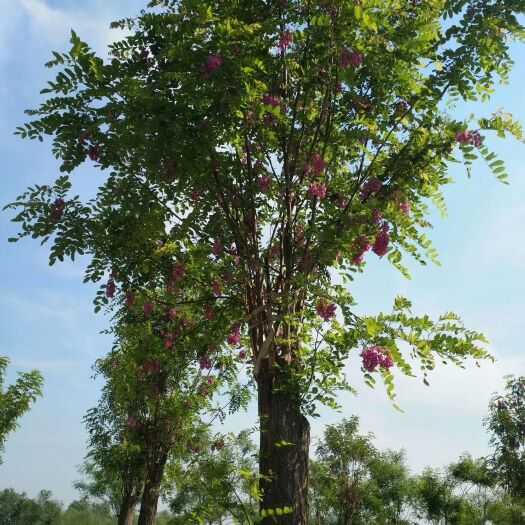 博野县 河北保定香花槐（红花刺槐）基地