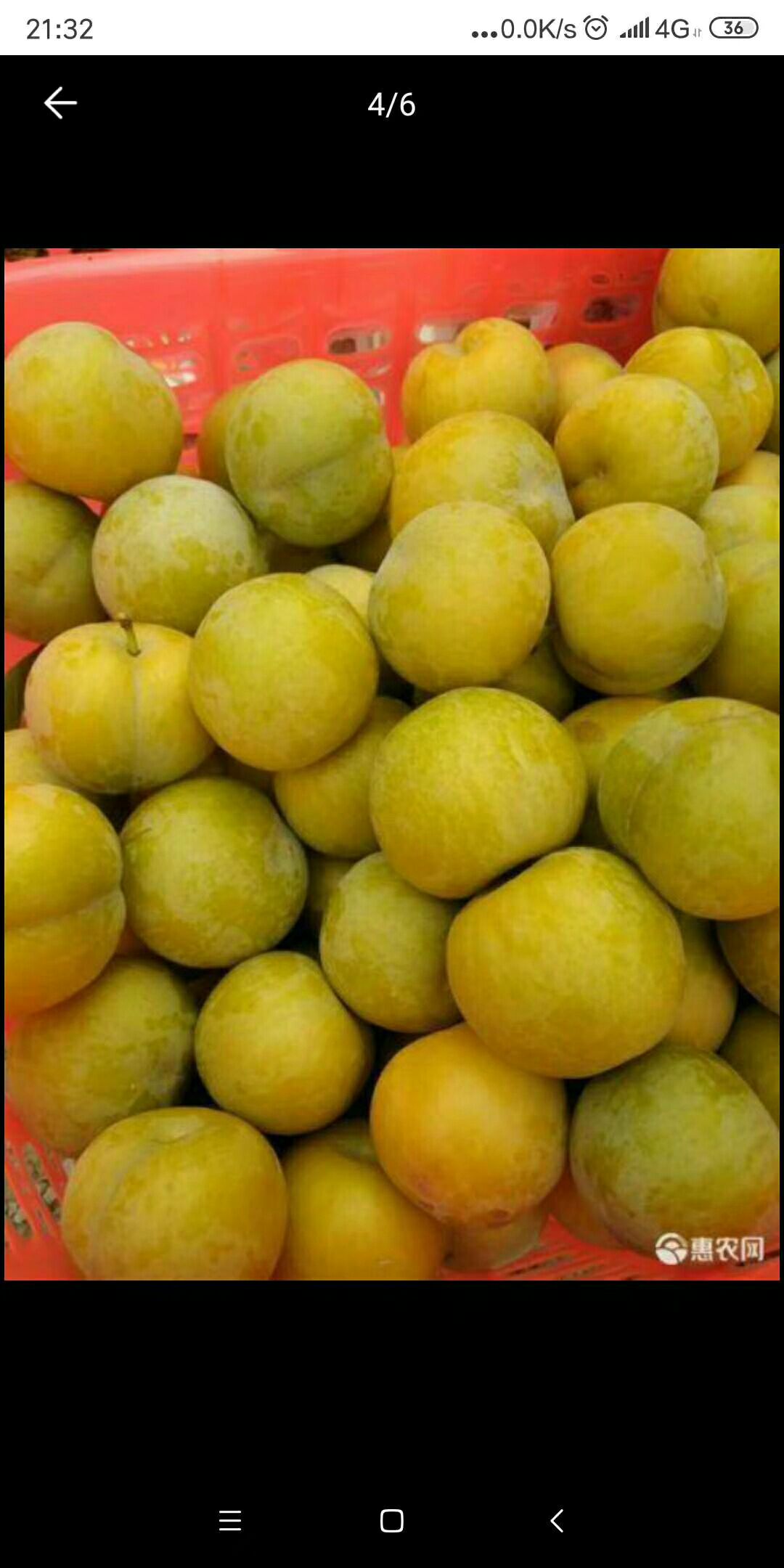 贵州六马蜂糖李之乡，产地直销，质量保证，量大从优。