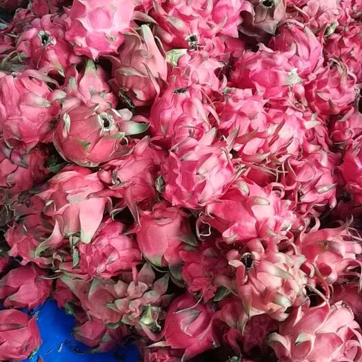 遂溪县红皮红肉火龙果 金都4两起红心红皮3两起