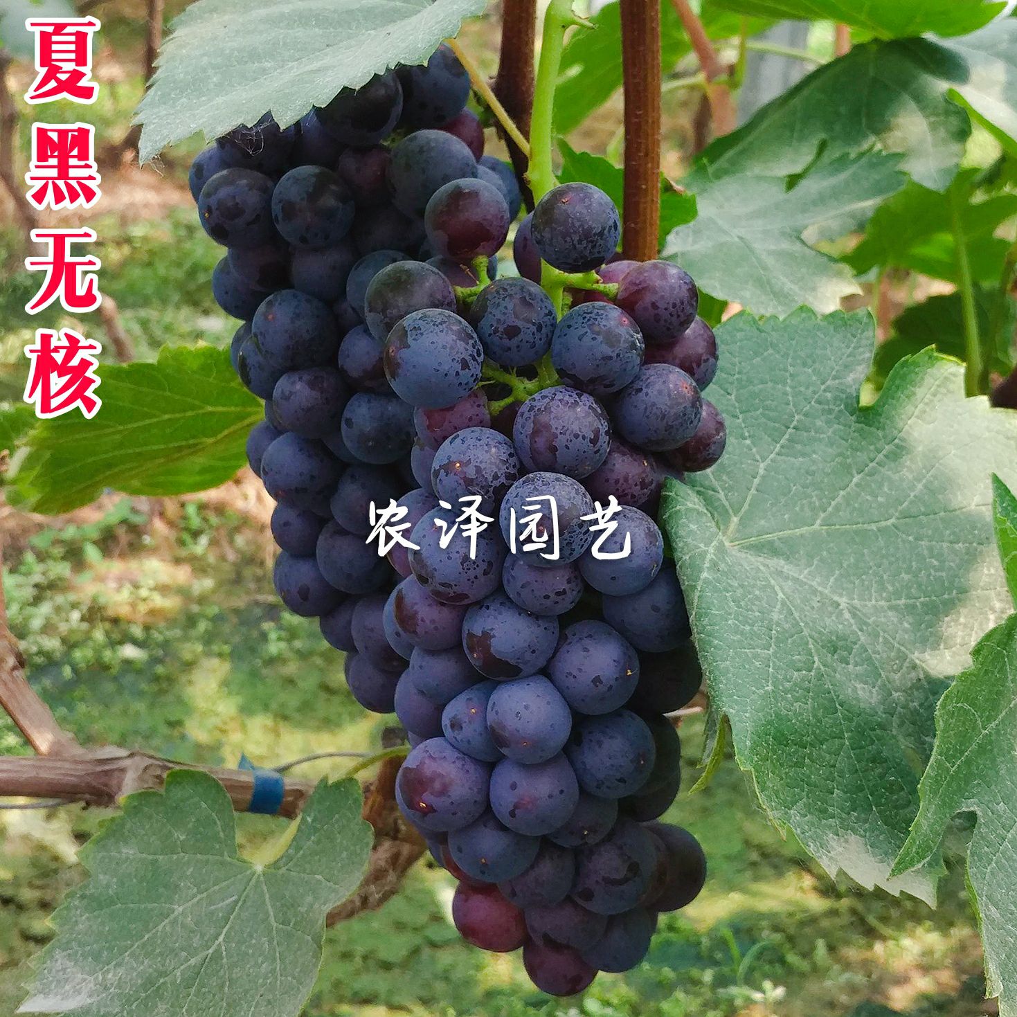 夏黑葡萄苗   夏黑无核葡萄苗早熟葡萄苗大棚葡萄苗批发基地保