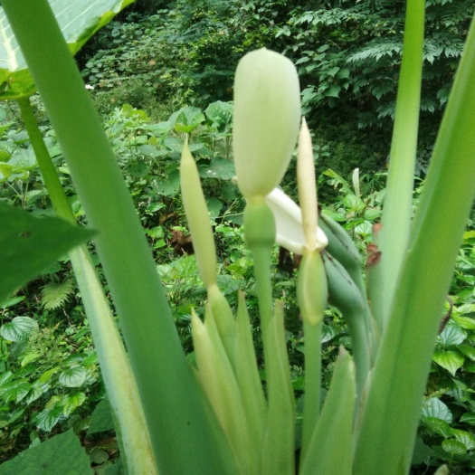 龙州县滴水珠 海芋花、滴水莲、大芋