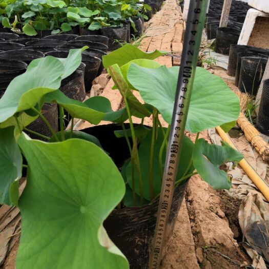 安新县 盆栽荷花