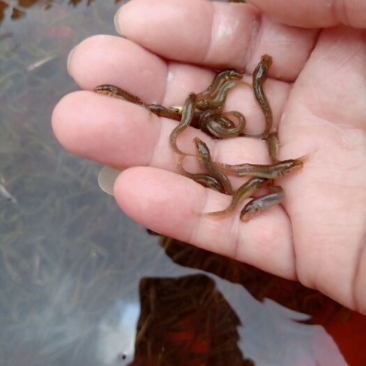 光泽县泥鳅苗  泥鳅苗/ 签订合同 /包回收 /免费技术指导 /支持线上交