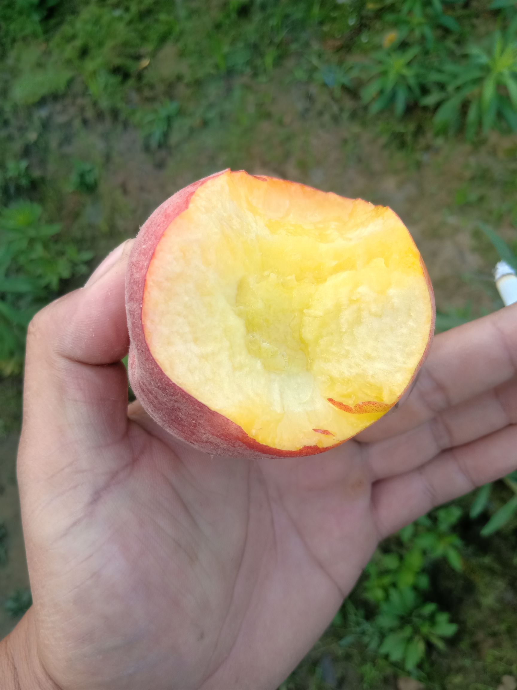 黄金密新1号桃苗  黄金1号桃苗