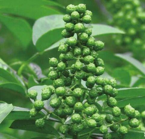 北京 自产生态优质花椒
