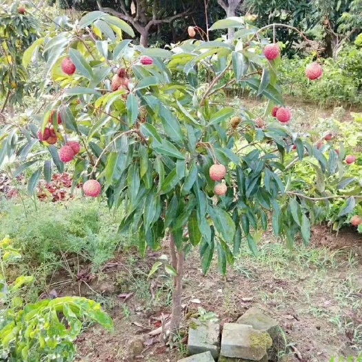 灵山县妃子笑荔枝苗  荔枝树苗妃子笑无核A4嫁接果树苗桂味糯米糍白糖罂鸡嘴荔三月红