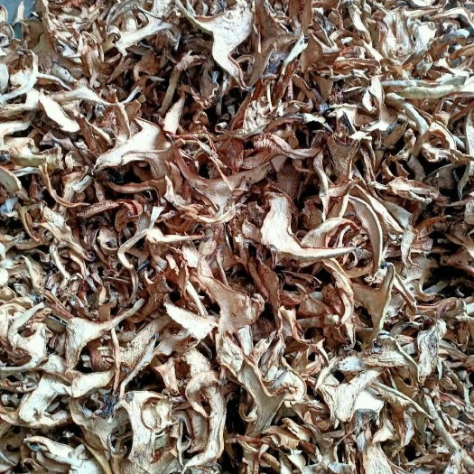剥皮菇  包邮