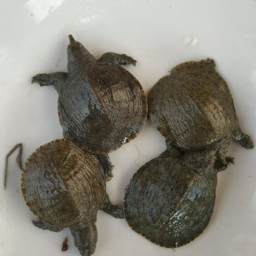 海盐县清溪花鳖  精品甲鱼苗4-5克1.9元一只
