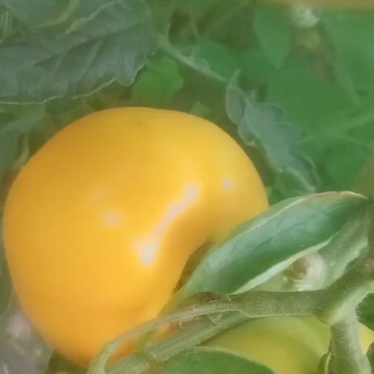 集贤县大黄种子