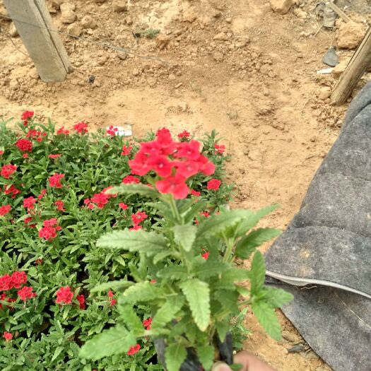 青州市 草花美女樱时令草花美女樱园林绿化四季草花