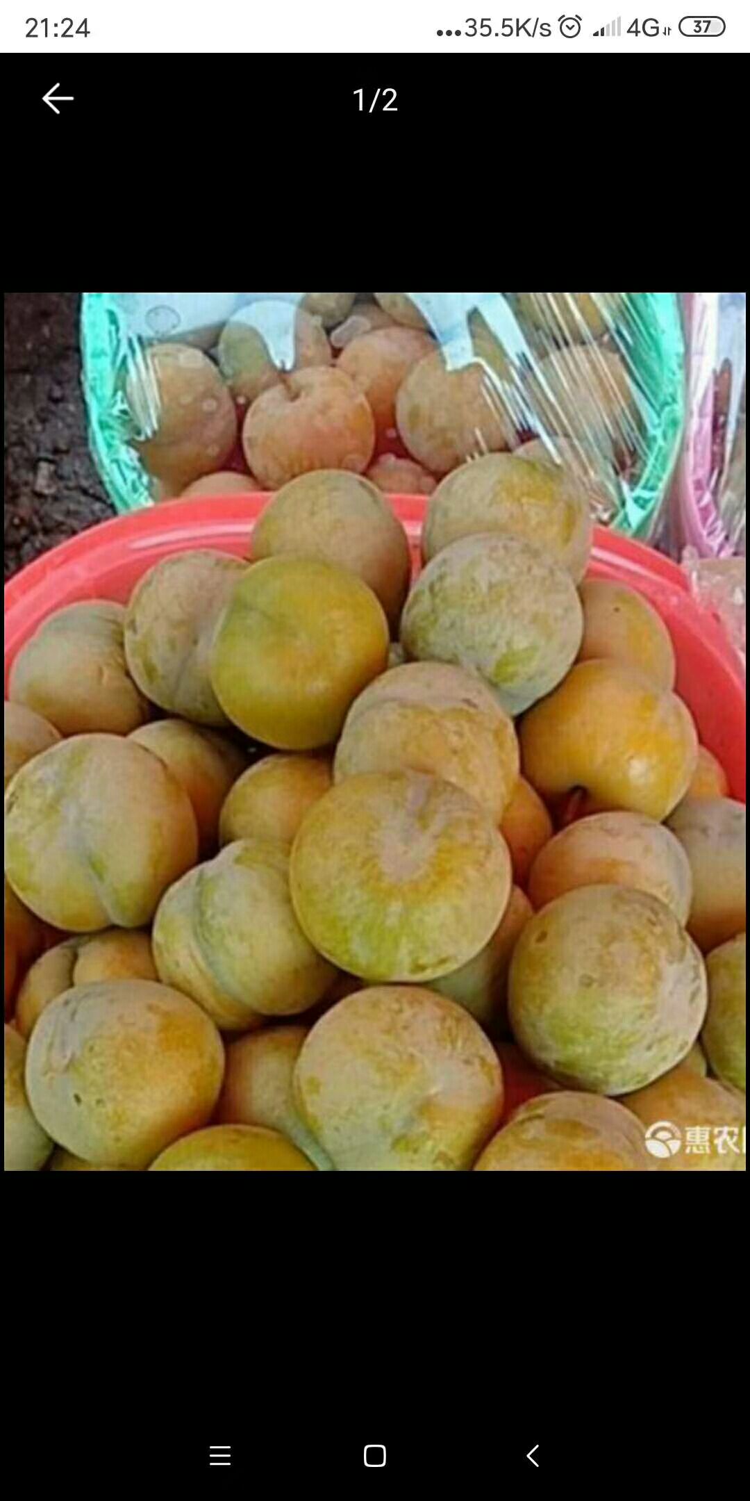 贵州六马蜂糖李之乡，产地直销，质量保证，量大从优。