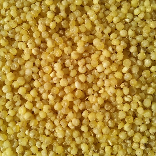 磁县黄小米  小米