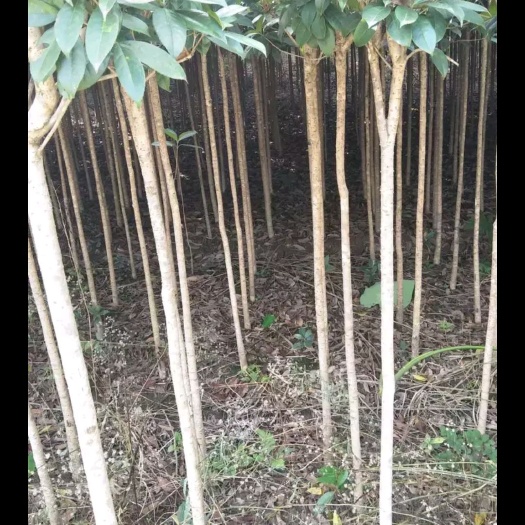 咸宁金桂桂花苗，桂花树，红叶石楠，香樟，栾树，紫薇得绿化苗不包邮