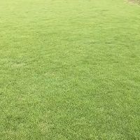 郴州 马尼拉草(草块，草卷)