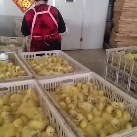 沭阳县 泰州白鹅苗